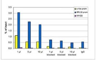 Chromatin Immunoprecipitation: Histone H3 [Trimethyl Lys27, p Ser28] Antibody [NBP2-59161] - ChIP assays were performed using HeLa cells treated with colcemid, the antibody against H3K27me3S28p and optimized PCR primer pairs for qPCR. ChIP was performed using sheared chromatin from 10,000 cells. A titration of the antibody consisting of 1, 5 and 10 uL per ChIP experiment was analysed. Additionally, ChIP was performed after incubation of the antibody with 5 nmol blocking peptide for 1 hour at room temperature. IgG (5 ug/IP) was used as negative IP control. QPCR was performed with primers for the promoters of the active genes c-fos and RPL30 and for the inactive gene MYOD. Figure shows the recovery, expressed as a % of input (the relative amount of immunoprecipitated DNA compared to input DNA after qPCR analysis).